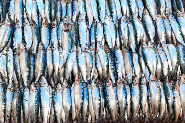 Fresh fish displayed on a market stall — Stock Photo, Image