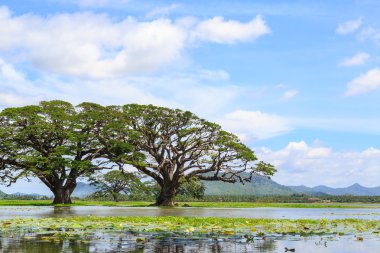 Yan oda ağaçlar ve dağlar