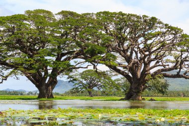 Gölde bir ağaçta kuş