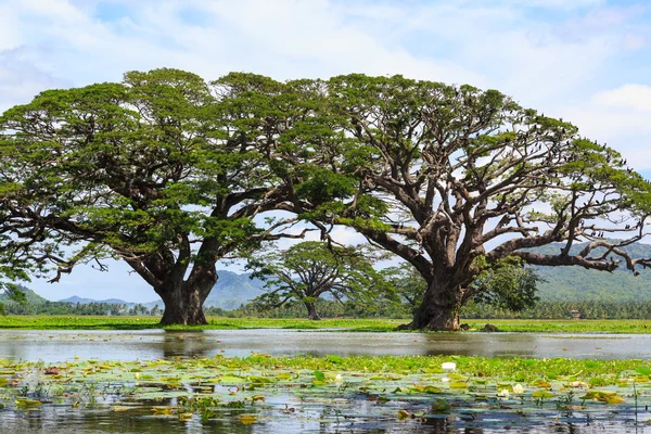 Oiseaux dans un arbre dans un lac — Photo