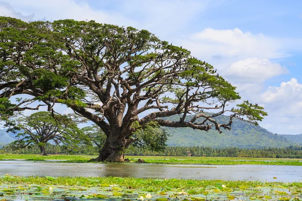 Pájaros en un árbol en un lago —  Fotos de Stock