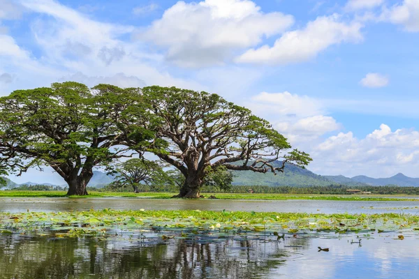 Vue côté lac avec arbres et montagnes — Photo