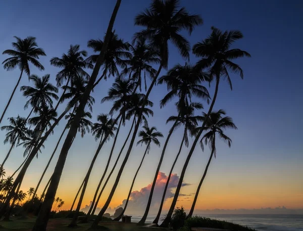 Lever de soleil à la plage avec des palmiers — Photo