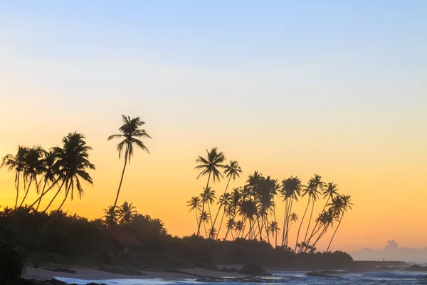 Palm trees at the beach at sunset — Stock Photo, Image