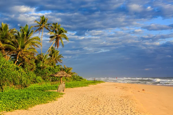 Palm trees near the beach at sunset — Stock Photo, Image