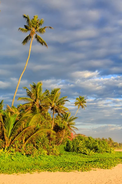 Palme vicino alla spiaggia al tramonto — Foto Stock