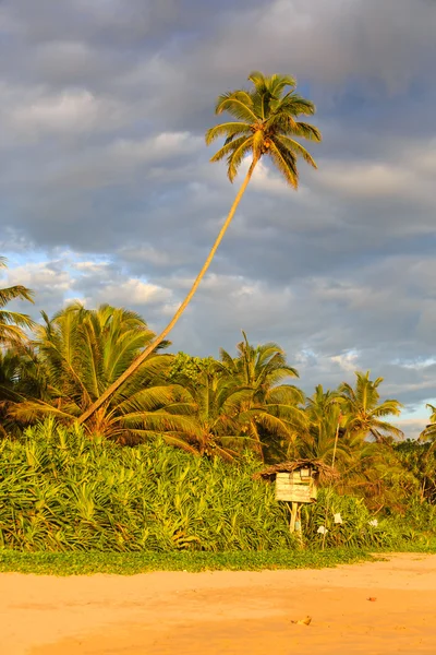 Palmiers près de la plage au coucher du soleil — Photo