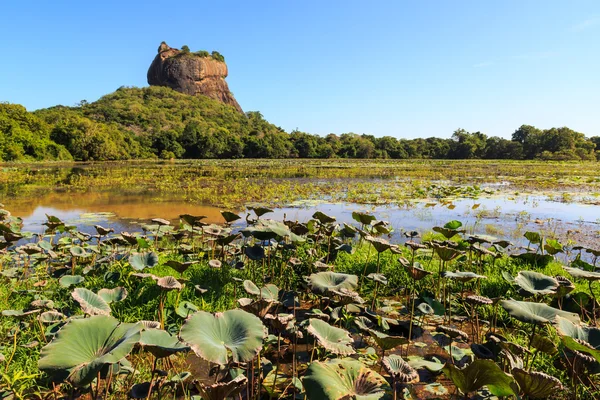 ライオン用の岩と湖でスリランカ、スリランカの風景 — ストック写真