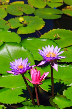 Mor lotus çiçekleri