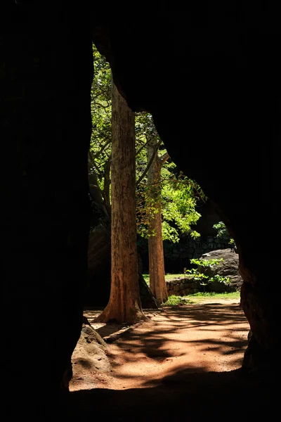 Boomstammen in een forest verlicht door de zon — Stockfoto