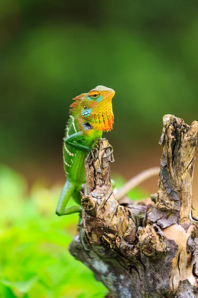 Caméléon à tête rouge et jaune — Photo