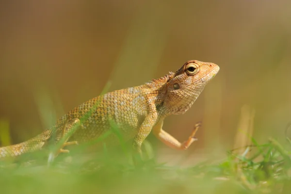 Caméléon jaune assis dans l'herbe — Photo