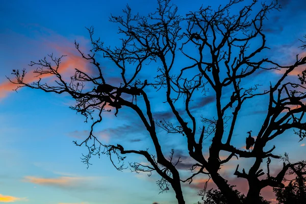 Páv, stojící v strom při západu slunce — Stock fotografie