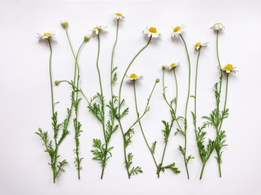 Beyaz arka plan üzerinde papatya çiçeği ile desen