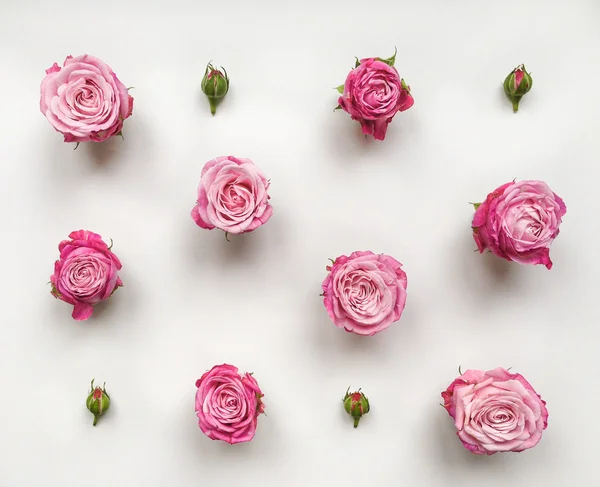Декоративний візерунок з трояндами та бутонами на білому тлі — стокове фото