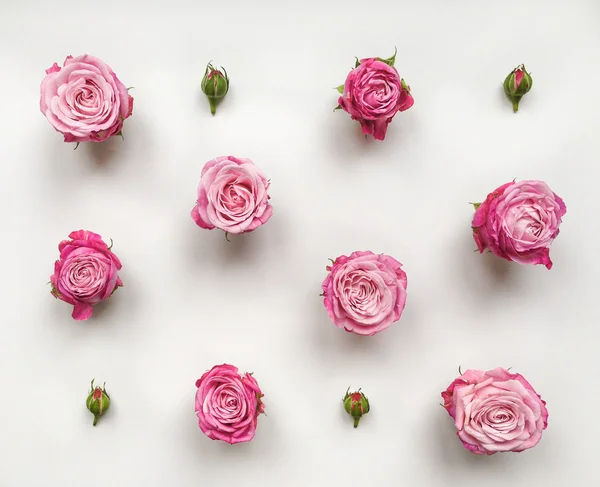 Decorative pattern with roses and buds on white background — Stock Photo, Image