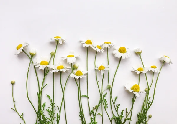 흰색 바탕에 카모마일 꽃 패턴 — 스톡 사진