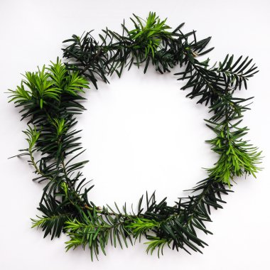 Çerçeve beyaz zemin üzerine yeşil çam dalı