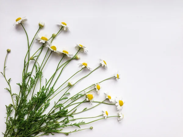 Μοτίβο με άνθη χαμομηλιού σε άσπρο φόντο — Φωτογραφία Αρχείου