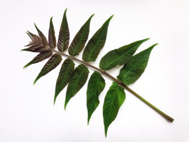 Parlak renkli yaprak beyaz arka plan üzerinde izole. Düz yatıyordu