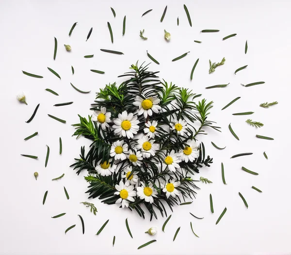 Floral circle made of chamomile flowers and fir branches — Stock Photo, Image