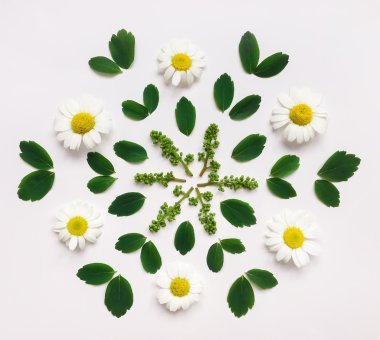 Dekoratif mandala papatya çiçeği ve yaprağı üzerinde beyaz arka plan ile. Düz yatıyordu