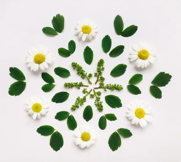 Mandala decorativo con flores de manzanilla y hojas sobre fondo blanco. Puesta plana — Foto de Stock