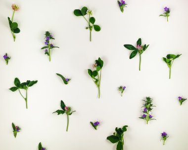 Vahşi çayır çiçek beyaz arka plan üzerinde renkli parlak desen