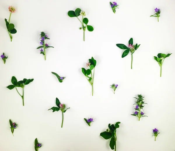 Colorful bright pattern of meadow herbs and flowers on white background. Flat lay — Stock Photo, Image