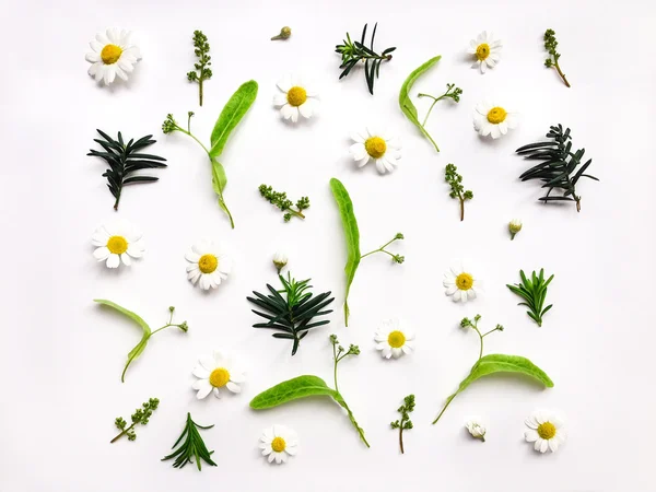 Färgglada ljusa mönster av ängen örter och blommor på vit bakgrund. Lägenheten låg Foto — Stockfoto