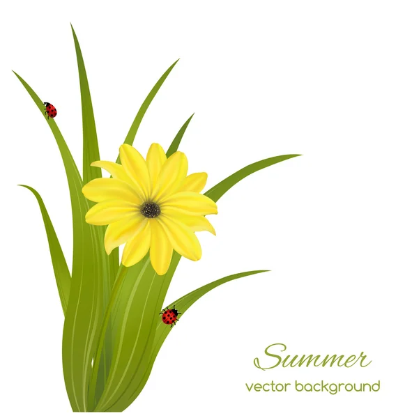Våren kort med gräs — Stock vektor