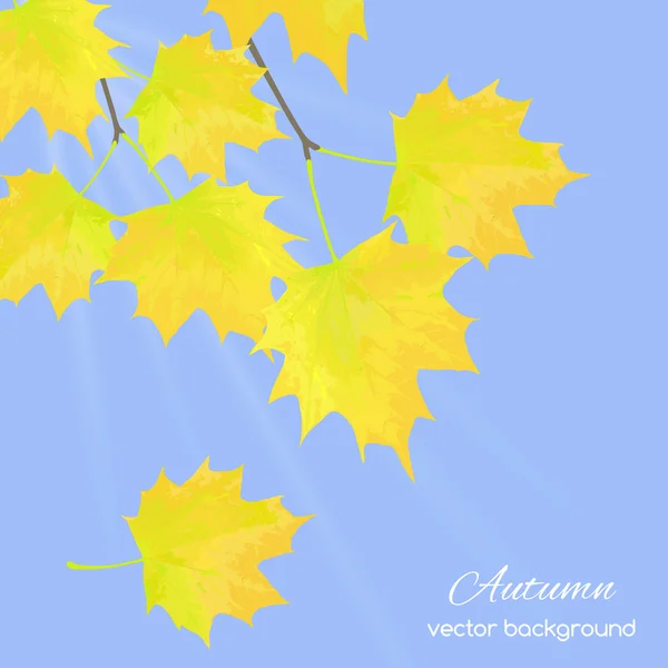 Hojas de otoño contra el cielo — Vector de stock