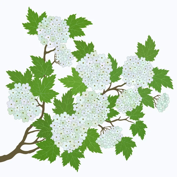 Jarní karta s listy a květy — Stockový vektor