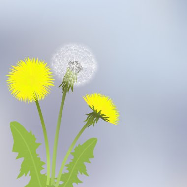 Karahindiba bahar çiçekleri yaprakları ile