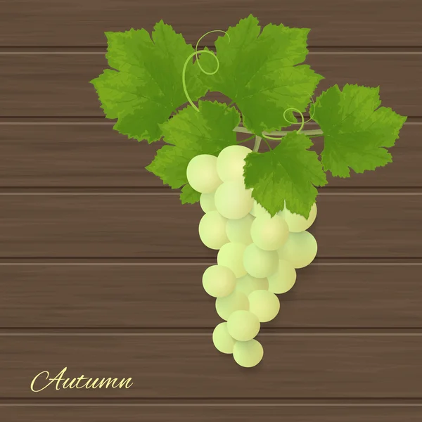 Ilustración realista de uvas — Vector de stock