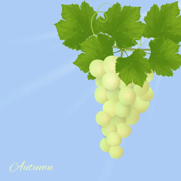 Ilustración realista de uvas — Vector de stock