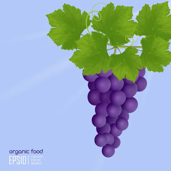 Realistic Illustration of grapes — Stock Vector