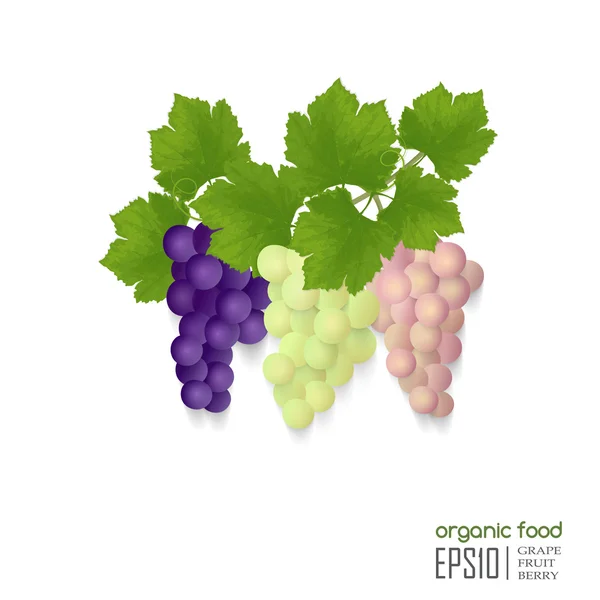 Realistic Illustration of grapes — Stock Vector