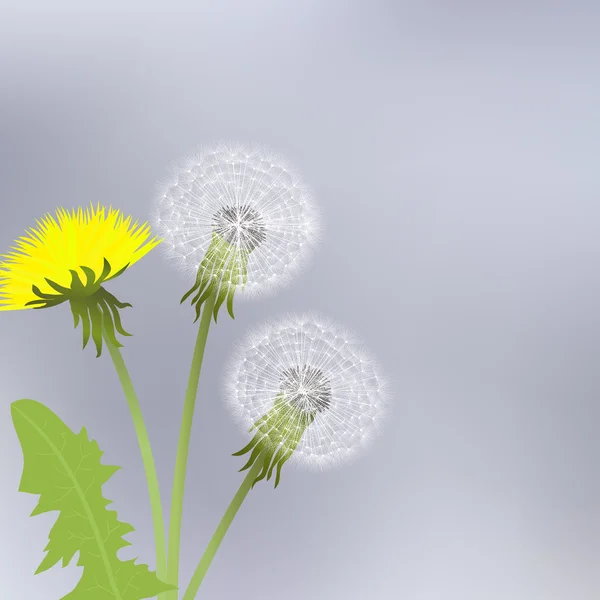 春のタンポポの葉と花 — ストックベクタ