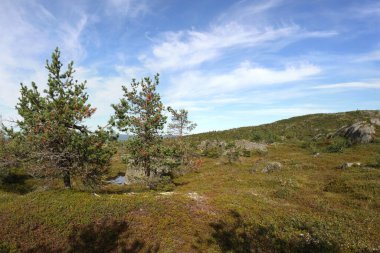 Kuzey doğası: Kola Yarımadası