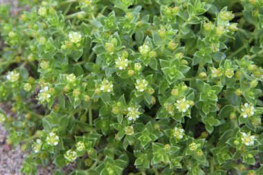 Kuzey doğası: Deniz sandviçi (Honckenya peploides sssp. diusa)