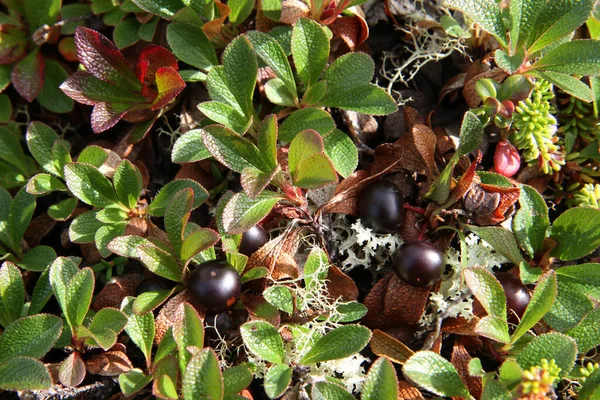 Northern Nature Alpine Bearberry Arctous Alpina — Stock Photo, Image