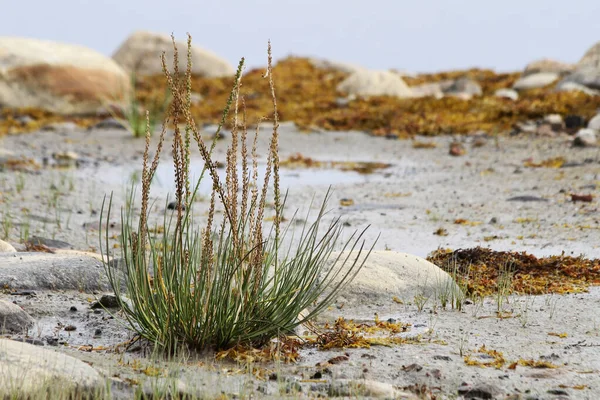 Northern Nature Seaside Arrowgrass Triglochin Maritimum — Stock Photo, Image