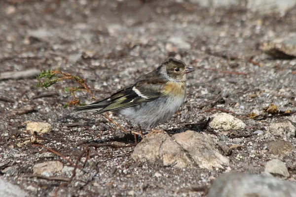 Natura Settentrionale Brambling Fringilla Montifringilla — Foto Stock