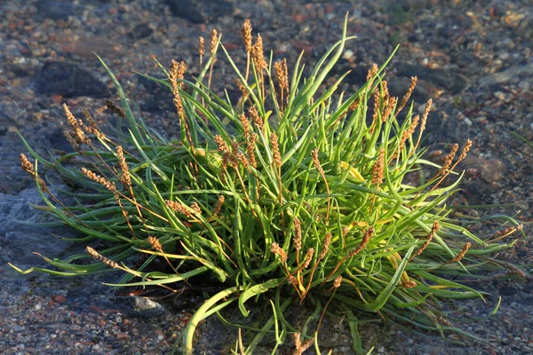 Northern Nature Sea Plantain Plantago Maritima — Stock Photo, Image