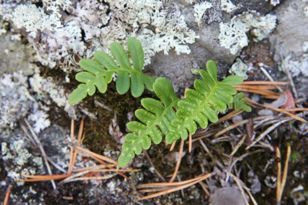 Északi Természet Közönséges Polipódia Polypodium Vulgare — Stock Fotó