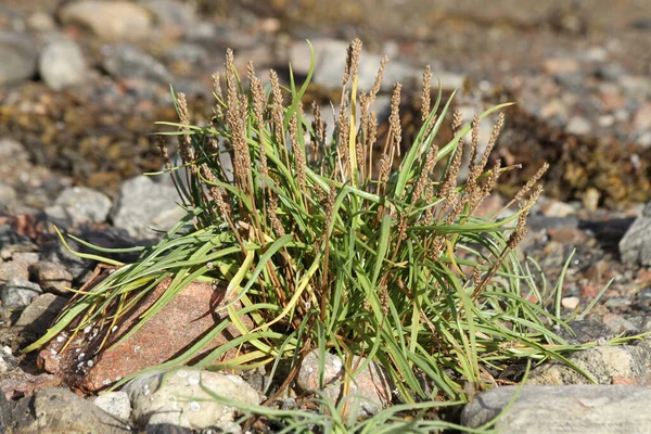 Northern Nature Sea Plantain Plantago Maritima — Stock Photo, Image