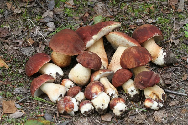 Noordelijke Natuur Dennenboleet Boletus Pinophilus — Stockfoto