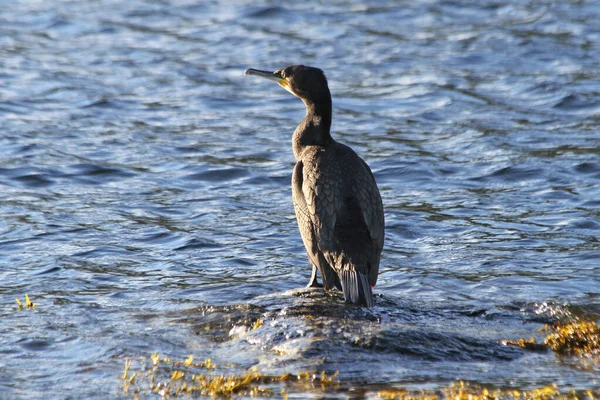 Northern Nature Great Cormorant Phalacrocorax Carbo — Stock Photo, Image