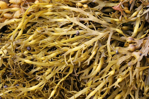 Naturaleza Septentrional Rockweed Ascophyllum Nodosum Imágenes De Stock Sin Royalties Gratis